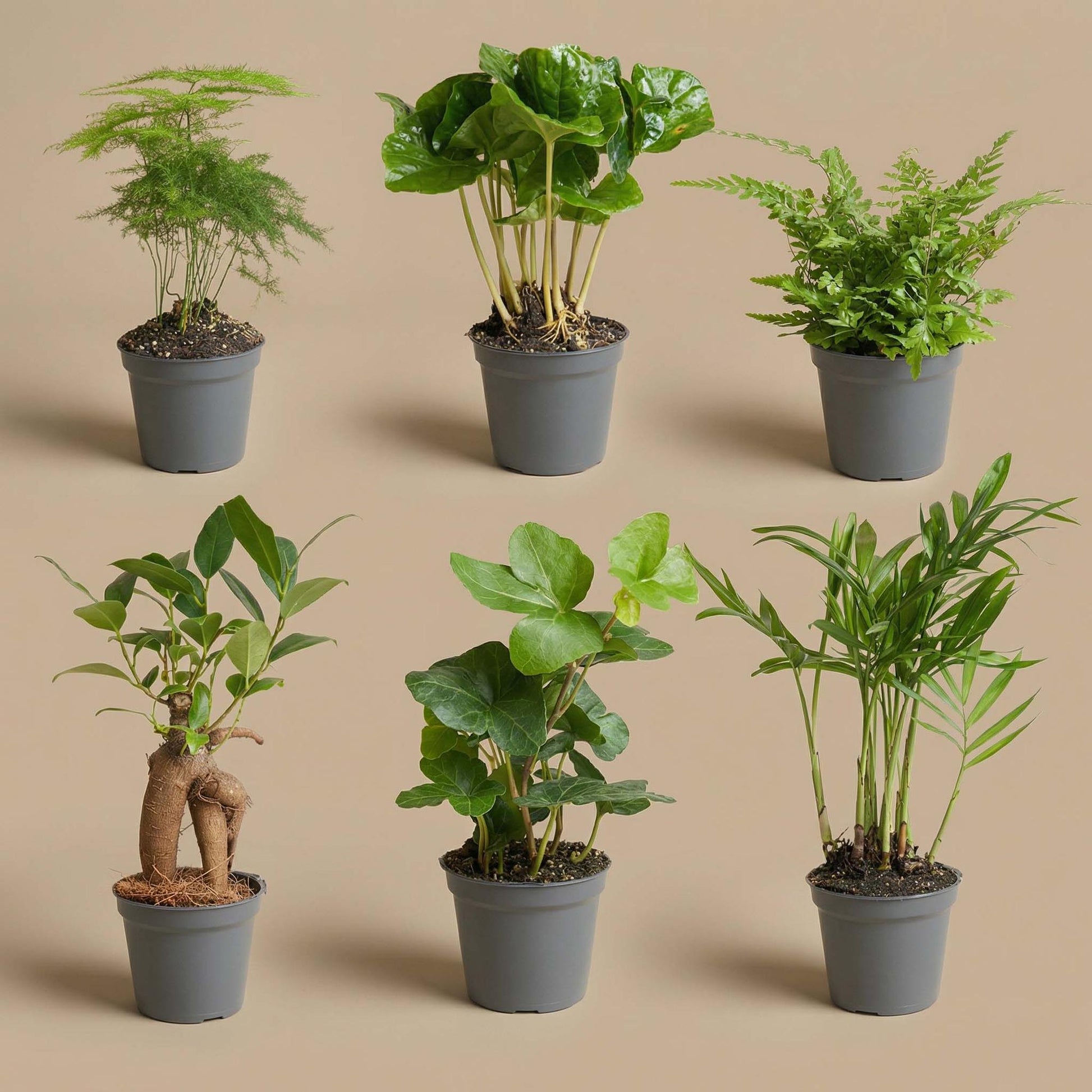 Planten set van 6 groene planten - Forestbloom