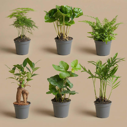 Planten set van 6 groene planten - Forestbloom