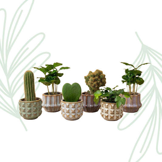 Planten set van 6 met pot set San Juan - Forestbloom