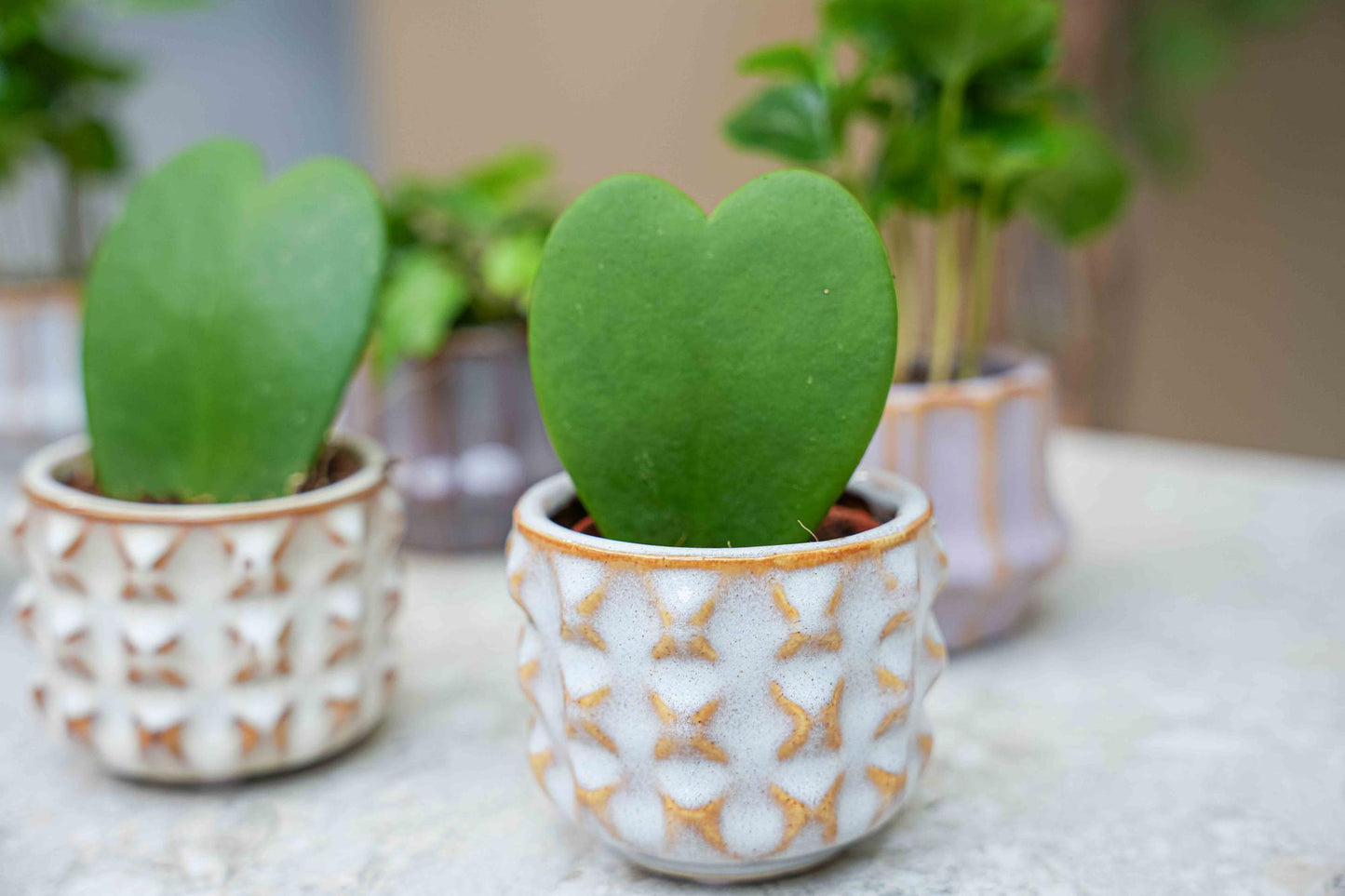 Planten set van 6 met pot set San Juan - Forestbloom