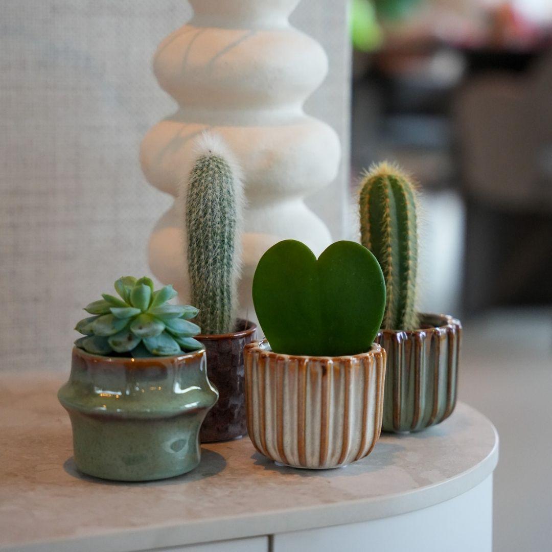 Planten set van 6 met pot set San Juan - Forestbloom