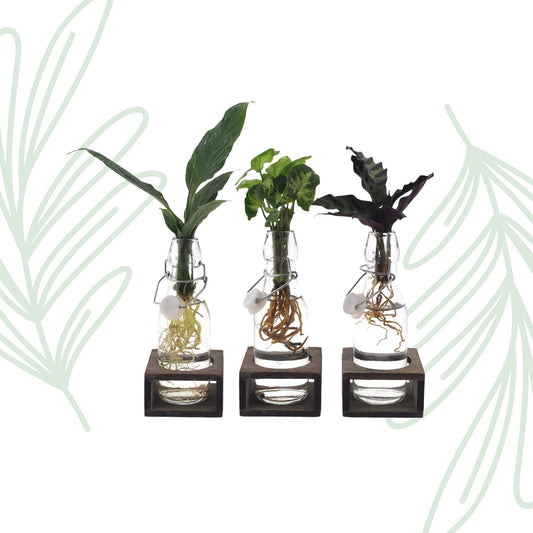 Plantenmix in Ann Glas (witte dop) + Naturel Single - set van 3 - Forestbloom