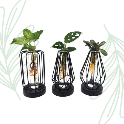Plantenmix in Turijn Glas + Led - set van 3 - Forestbloom