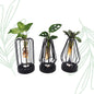 Plantenmix in Turijn Glas + Led - set van 3 - Forestbloom