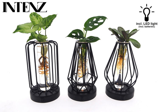 Plantenmix in Turijn Glas + Led - set van 3 - Forestbloom
