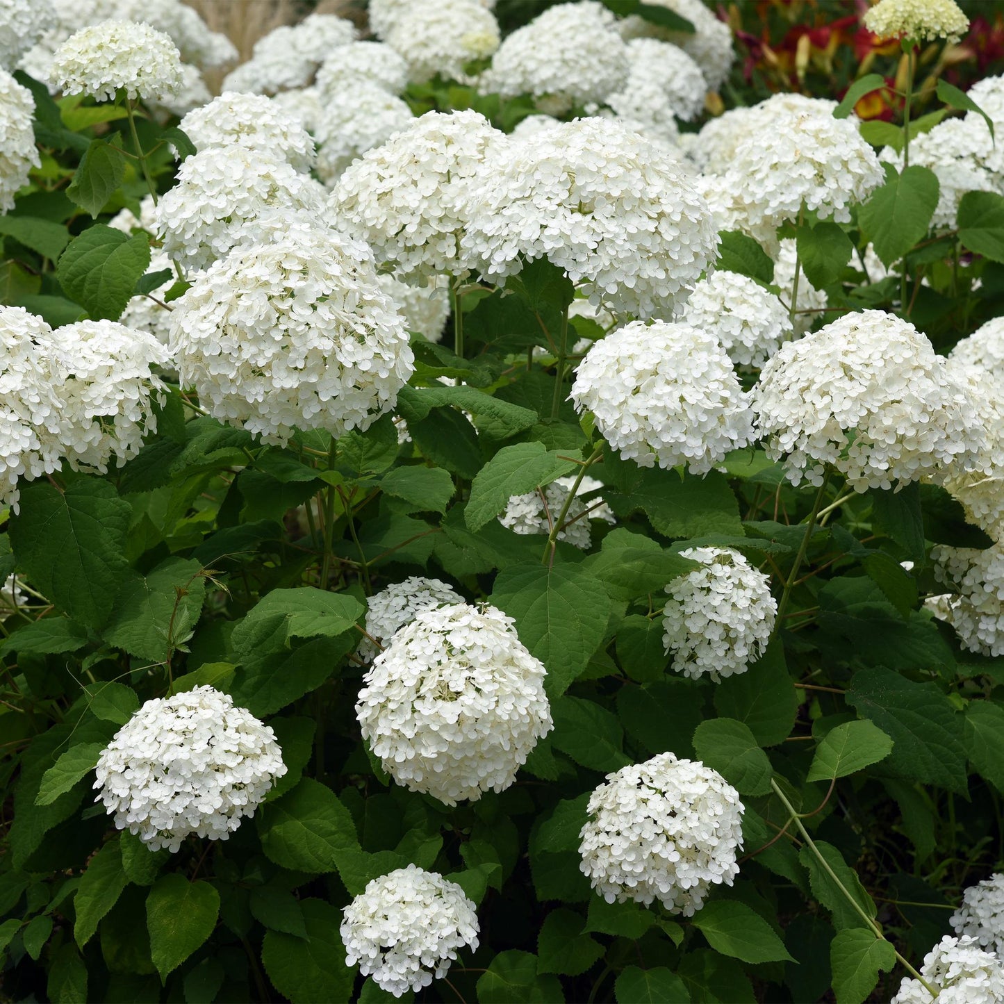 Pluim Hortensia - Hydrangea arborescens Annabelle - 1 Plant - Forestbloom
