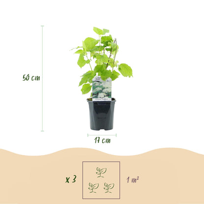 Pluim Hortensia - Hydrangea arborescens Annabelle - 1 Plant - Forestbloom