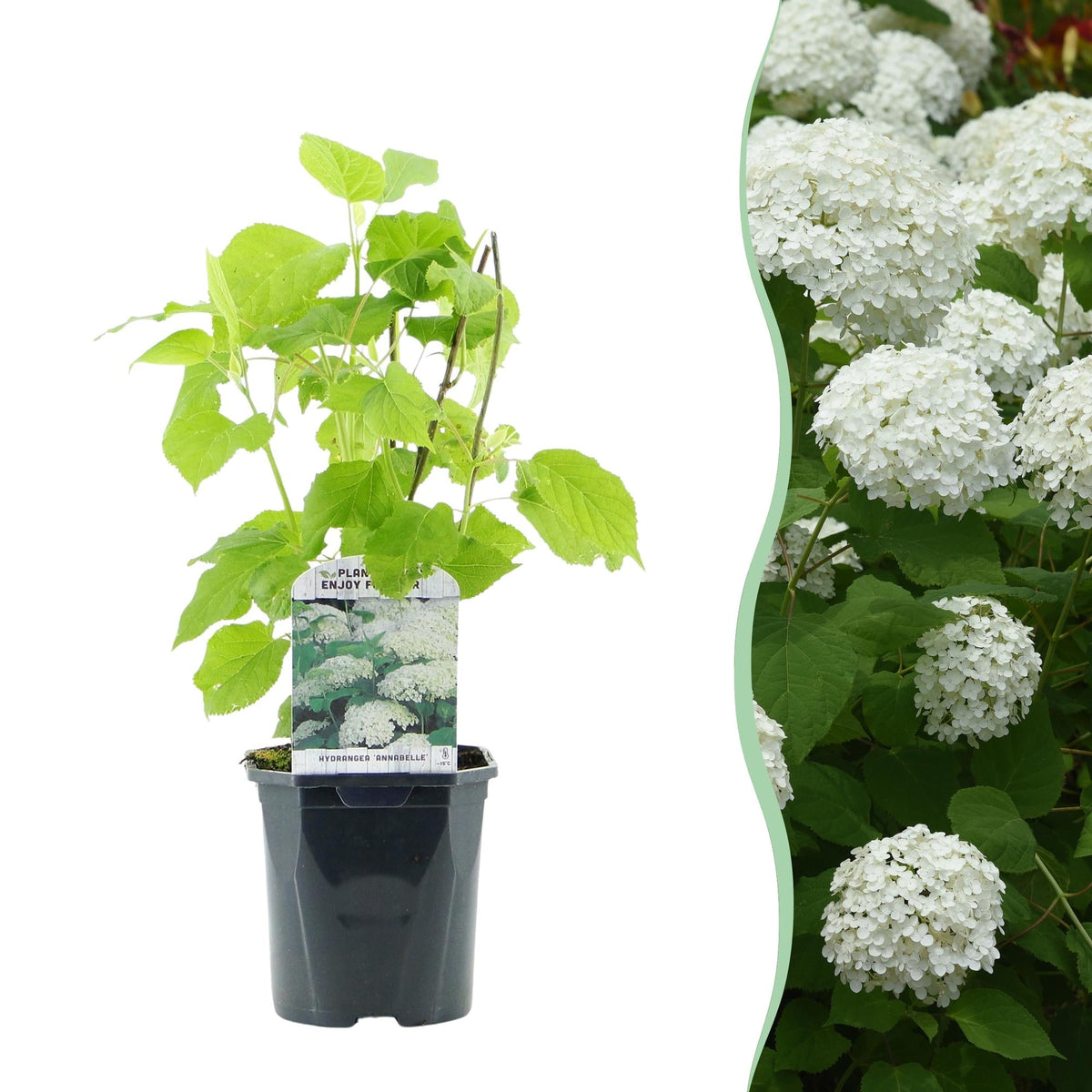 Pluim Hortensia - Hydrangea arborescens Annabelle - 1 Plant - Forestbloom
