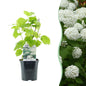 Pluim Hortensia - Hydrangea arborescens Annabelle - 1 Plant - Forestbloom