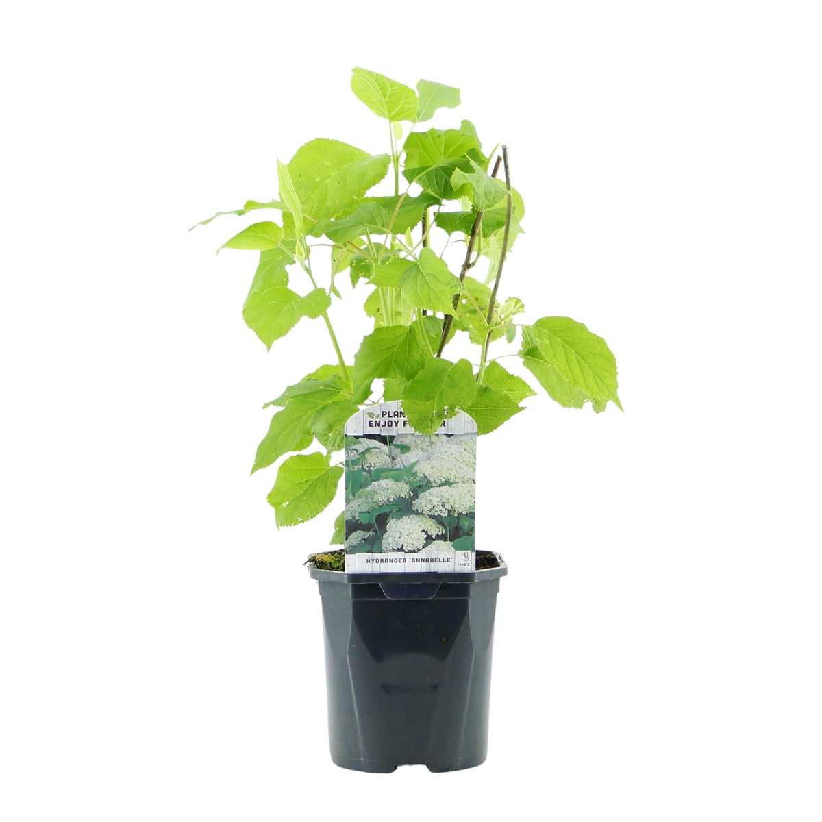 Pluim Hortensia - Hydrangea arborescens Annabelle - 3 Planten - Forestbloom