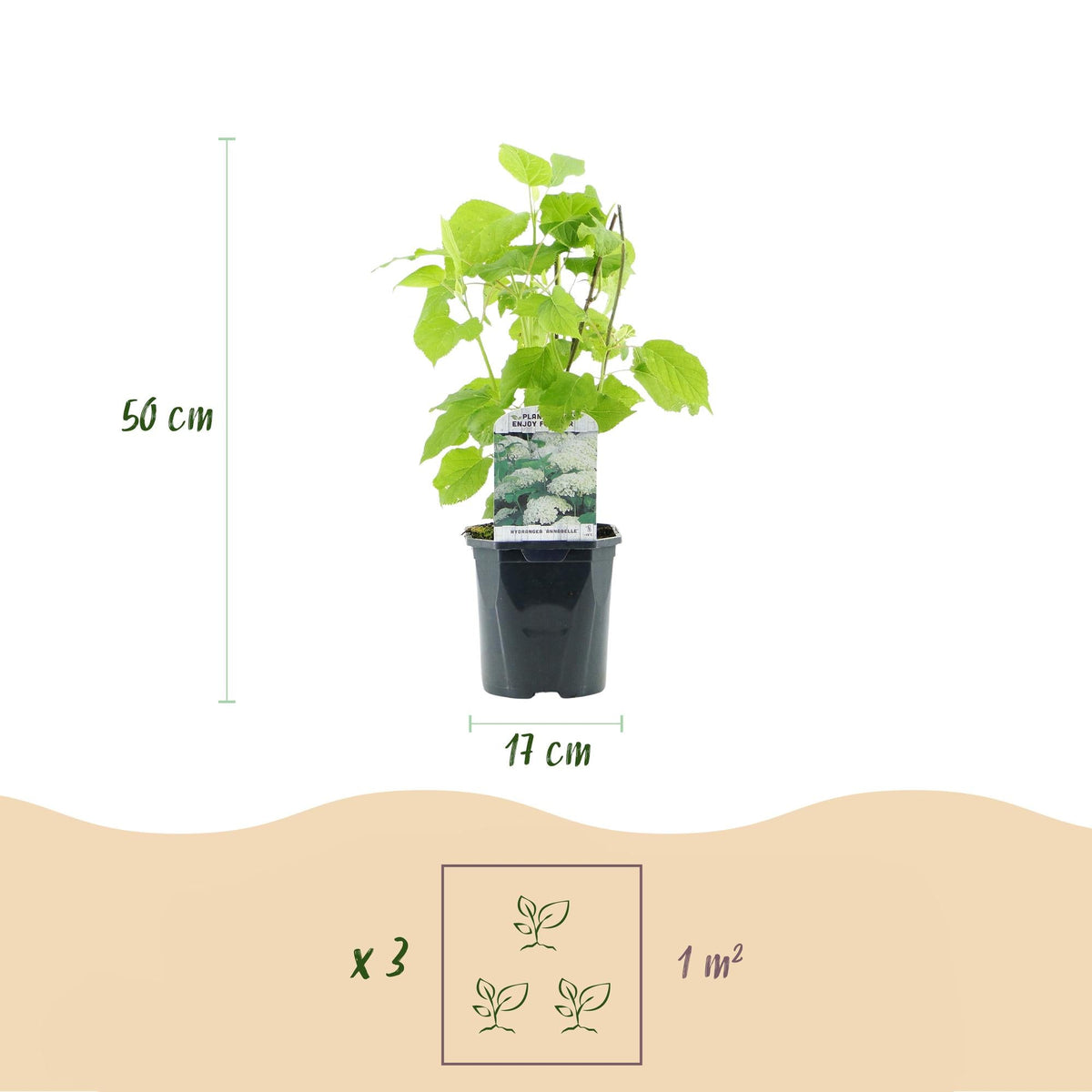 Pluim Hortensia - Hydrangea arborescens Annabelle - 3 Planten - Forestbloom