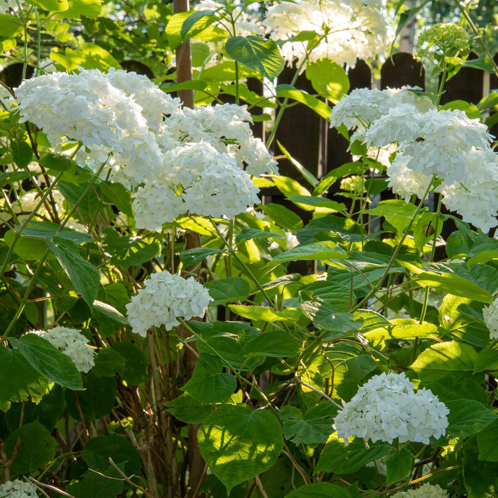 Pluim Hortensia - Hydrangea arborescens Annabelle - 3 Planten - Forestbloom