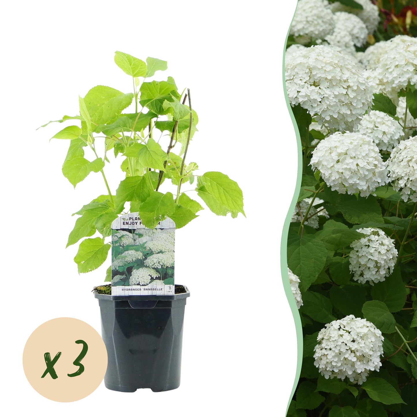 Pluim Hortensia - Hydrangea arborescens Annabelle - 3 Planten - Forestbloom