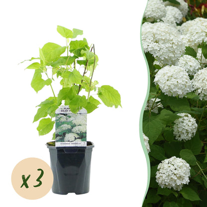 Pluim Hortensia - Hydrangea arborescens Annabelle - 3 Planten - Forestbloom