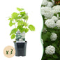 Pluim Hortensia - Hydrangea arborescens Annabelle - 3 Planten - Forestbloom