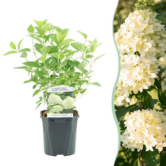 Pluim Hortensia - Hydrangea panniculata Limelight - 1 Plant - Forestbloom