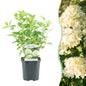 Pluim Hortensia - Hydrangea panniculata Limelight - 1 Plant - Forestbloom
