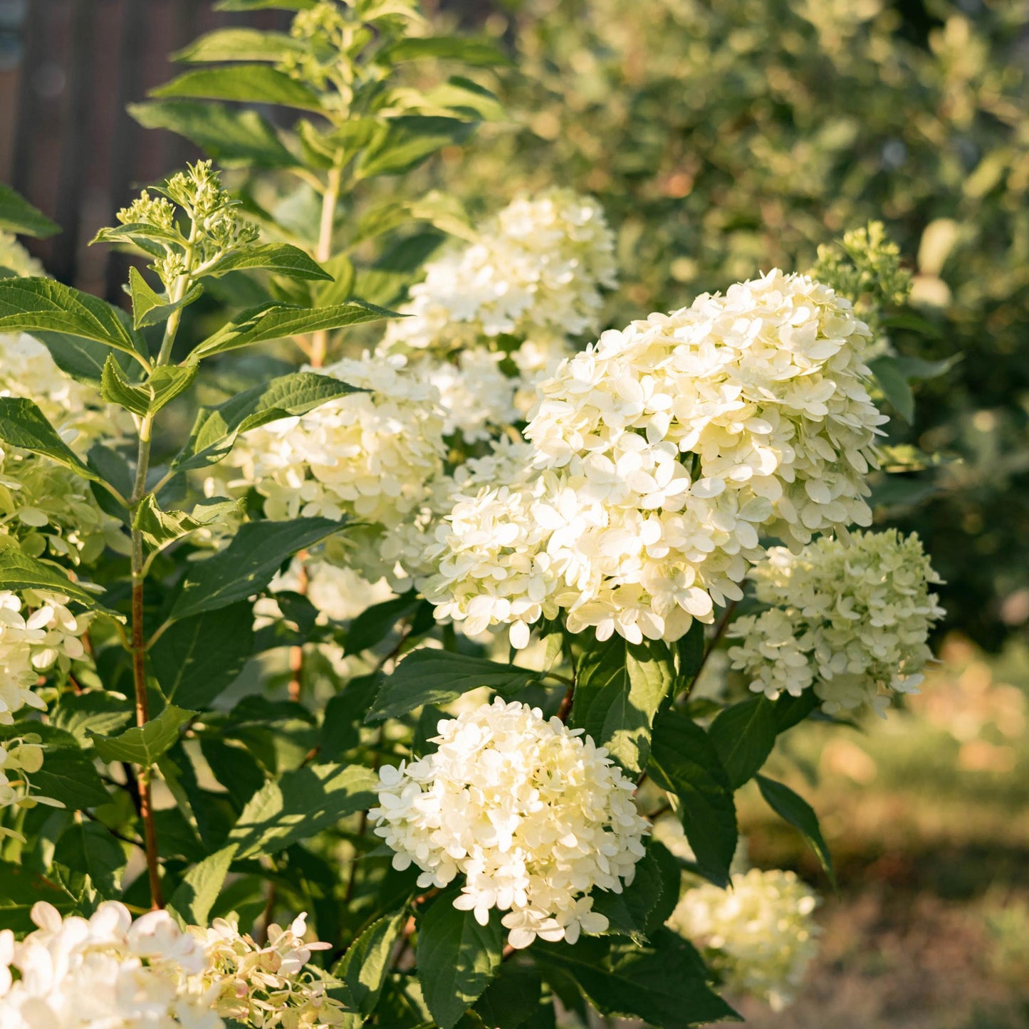 Pluim Hortensia - Hydrangea panniculata Limelight - 1 Plant - Forestbloom