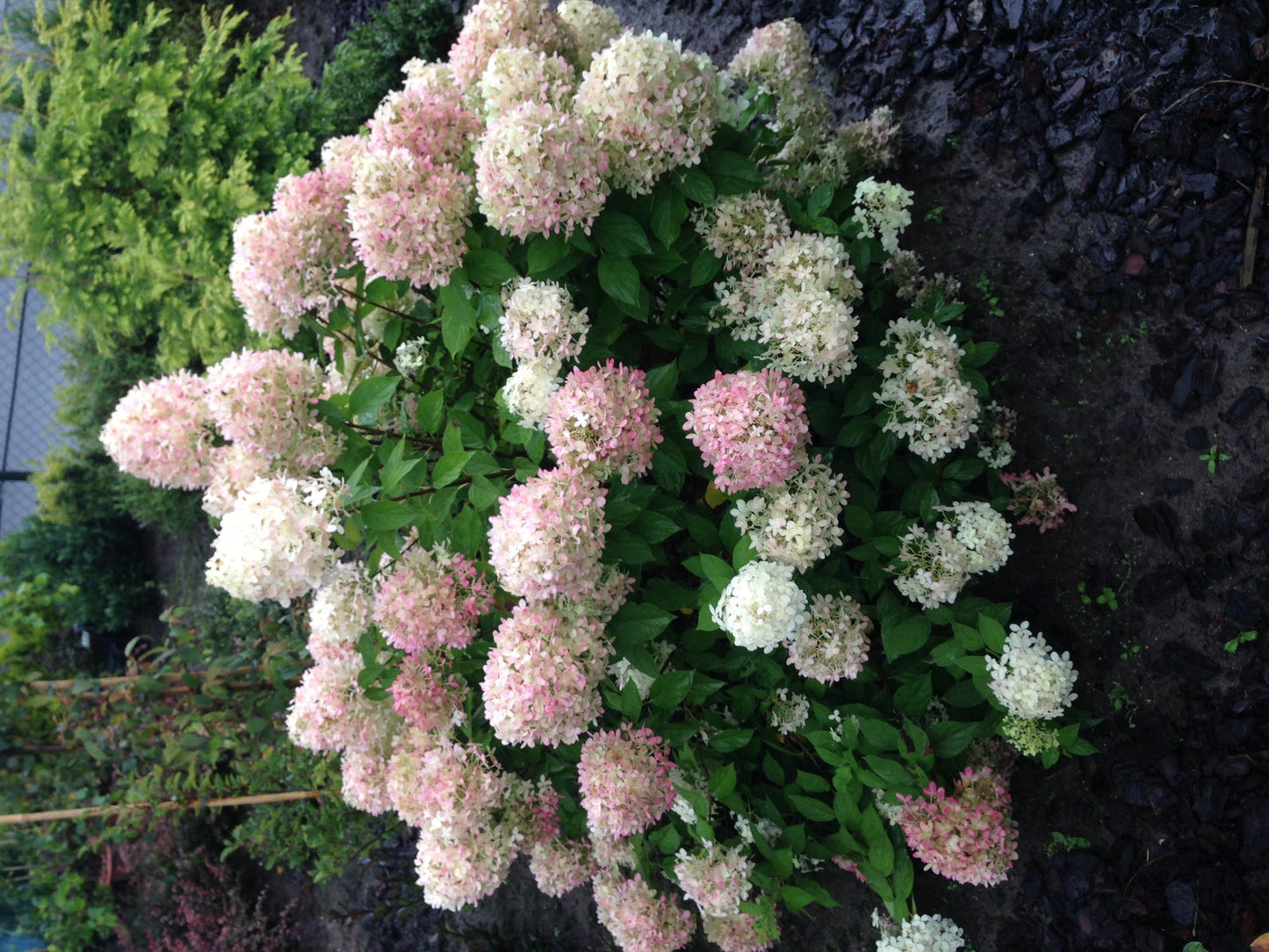 Pluim Hortensia - Hydrangea panniculata Limelight - 1 Plant - Forestbloom