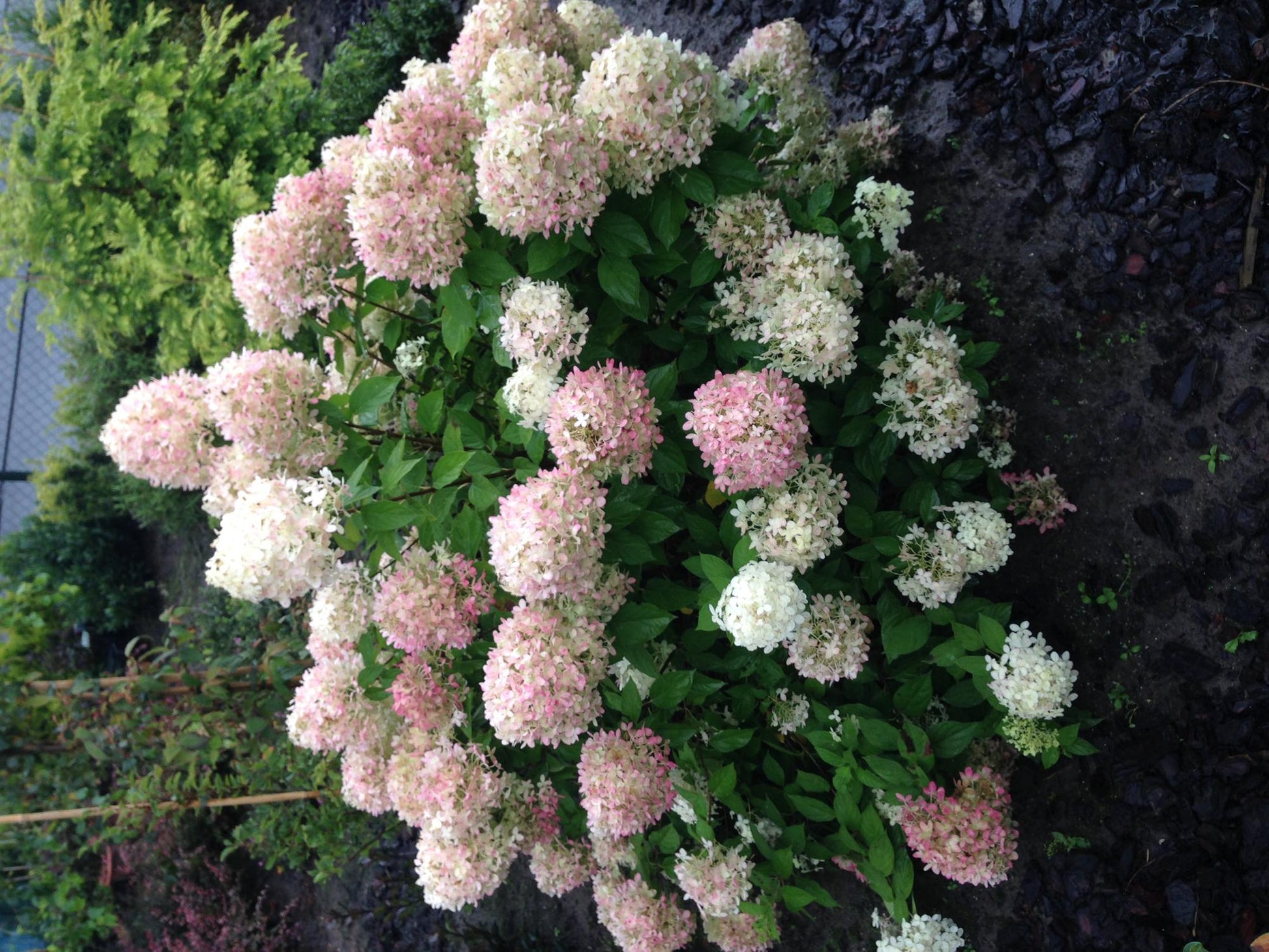Pluim Hortensia - Hydrangea panniculata Limelight - 1 Plant - Forestbloom