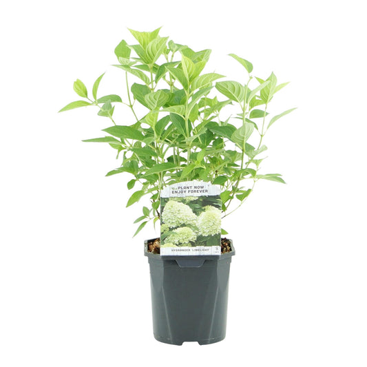 Pluim Hortensia - Hydrangea panniculata Limelight - 1 Plant - Forestbloom