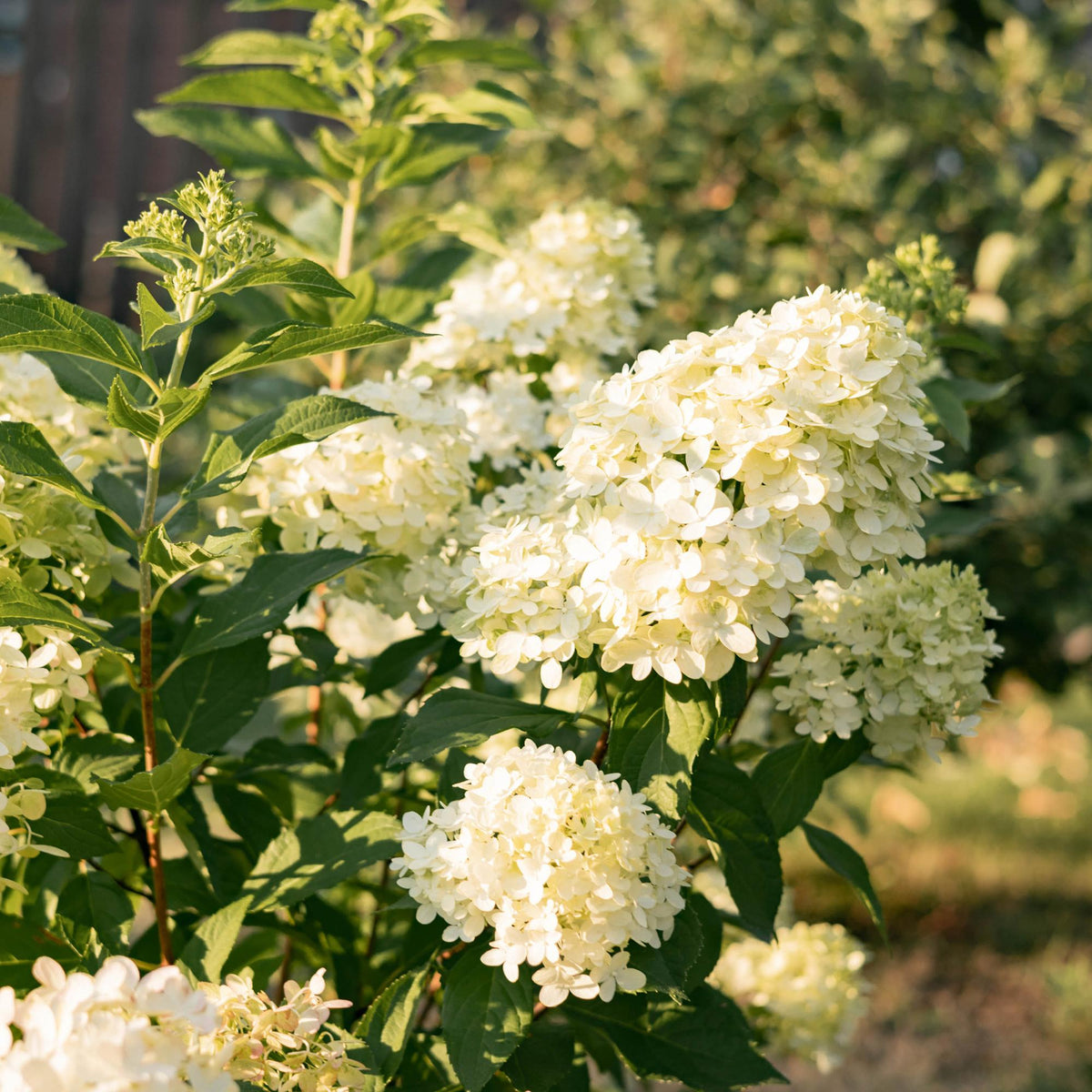 Pluim Hortensia - Hydrangea panniculata Limelight - 3 Planten - Forestbloom