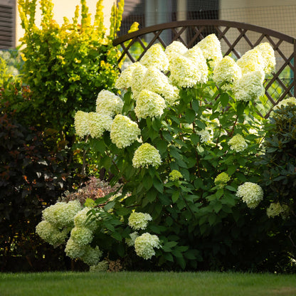 Pluim Hortensia - Hydrangea panniculata Limelight - 3 Planten - Forestbloom