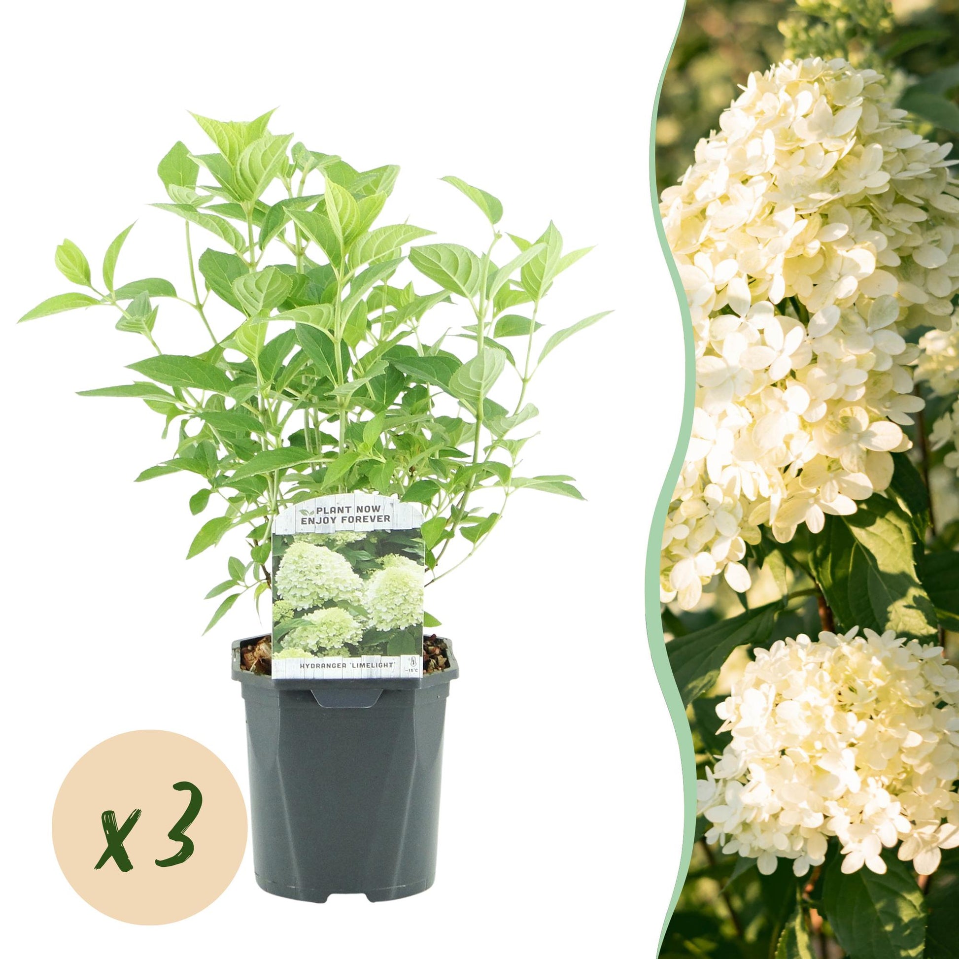 Pluim Hortensia - Hydrangea panniculata Limelight - 3 Planten - Forestbloom