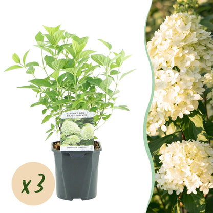 Pluim Hortensia - Hydrangea panniculata Limelight - 3 Planten - Forestbloom