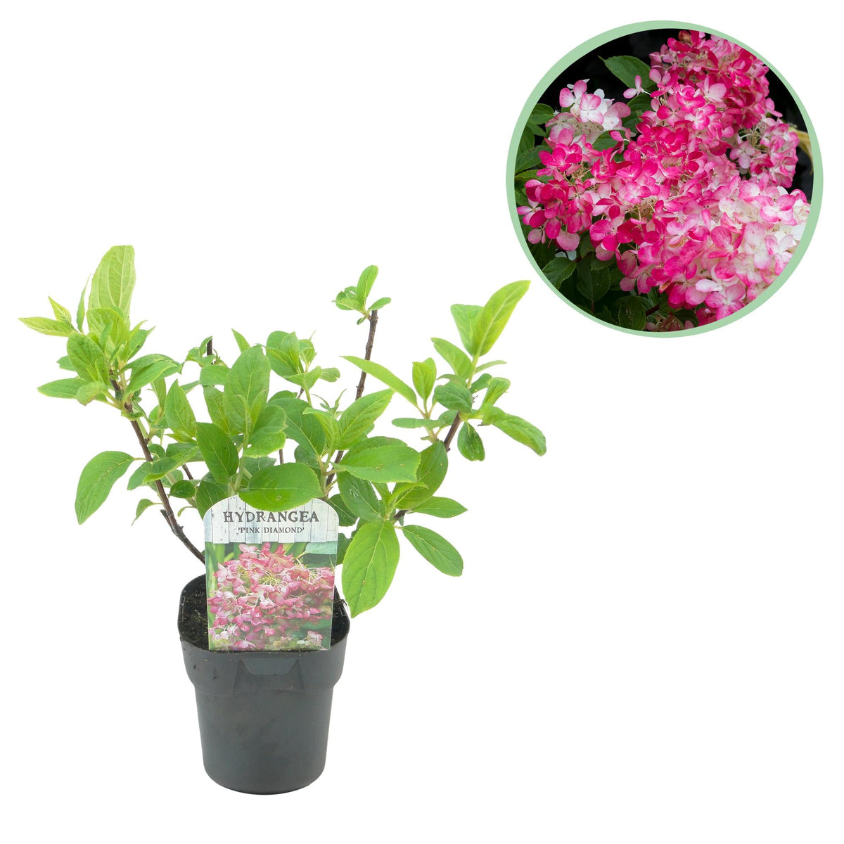 Pluim Hortensia - Hydrangea panniculata Pink Diamond - 1 Plant - Forestbloom