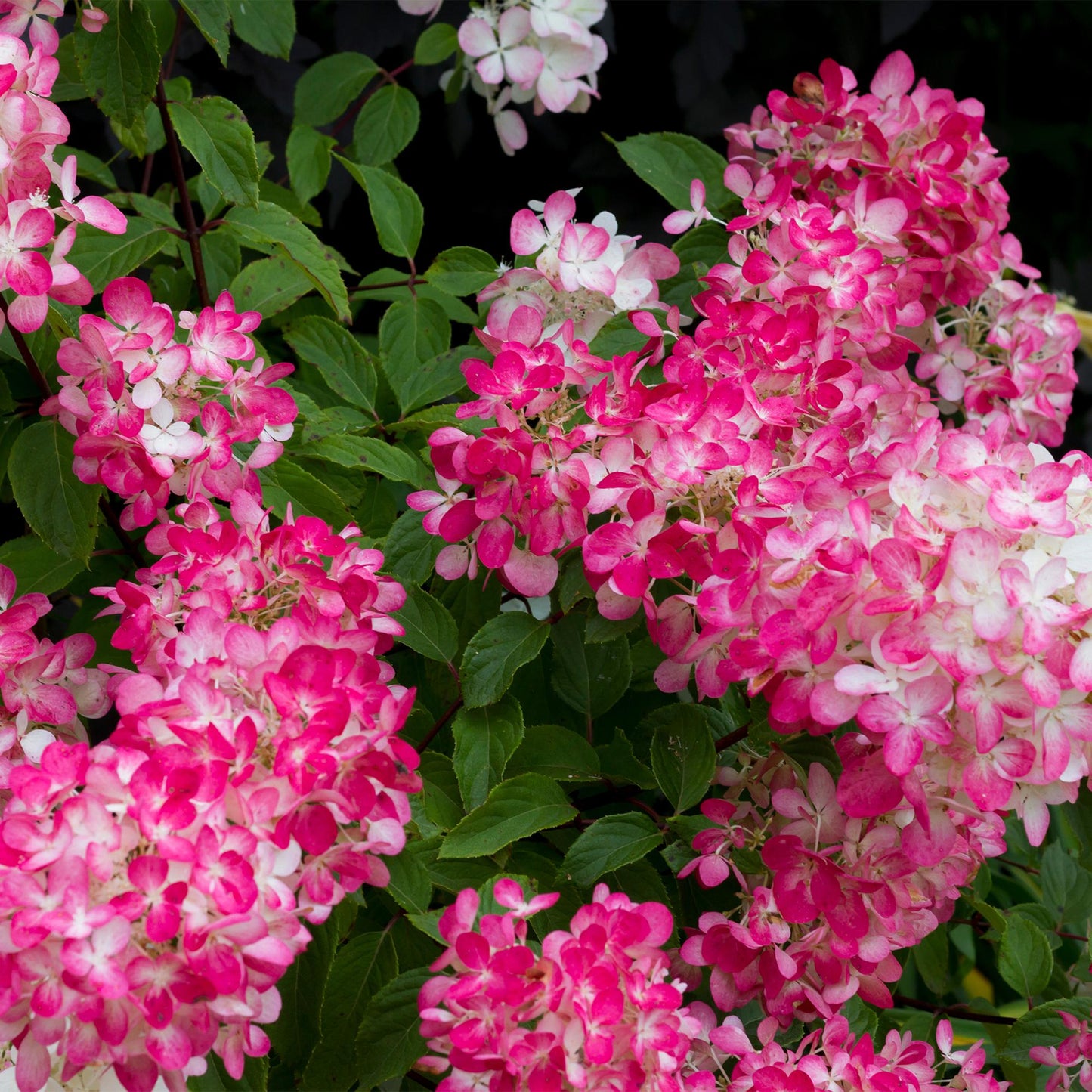 Pluim Hortensia - Hydrangea panniculata Pink Diamond - 1 Plant - Forestbloom