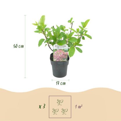 Pluim Hortensia - Hydrangea panniculata Pink Diamond - 1 Plant - Forestbloom