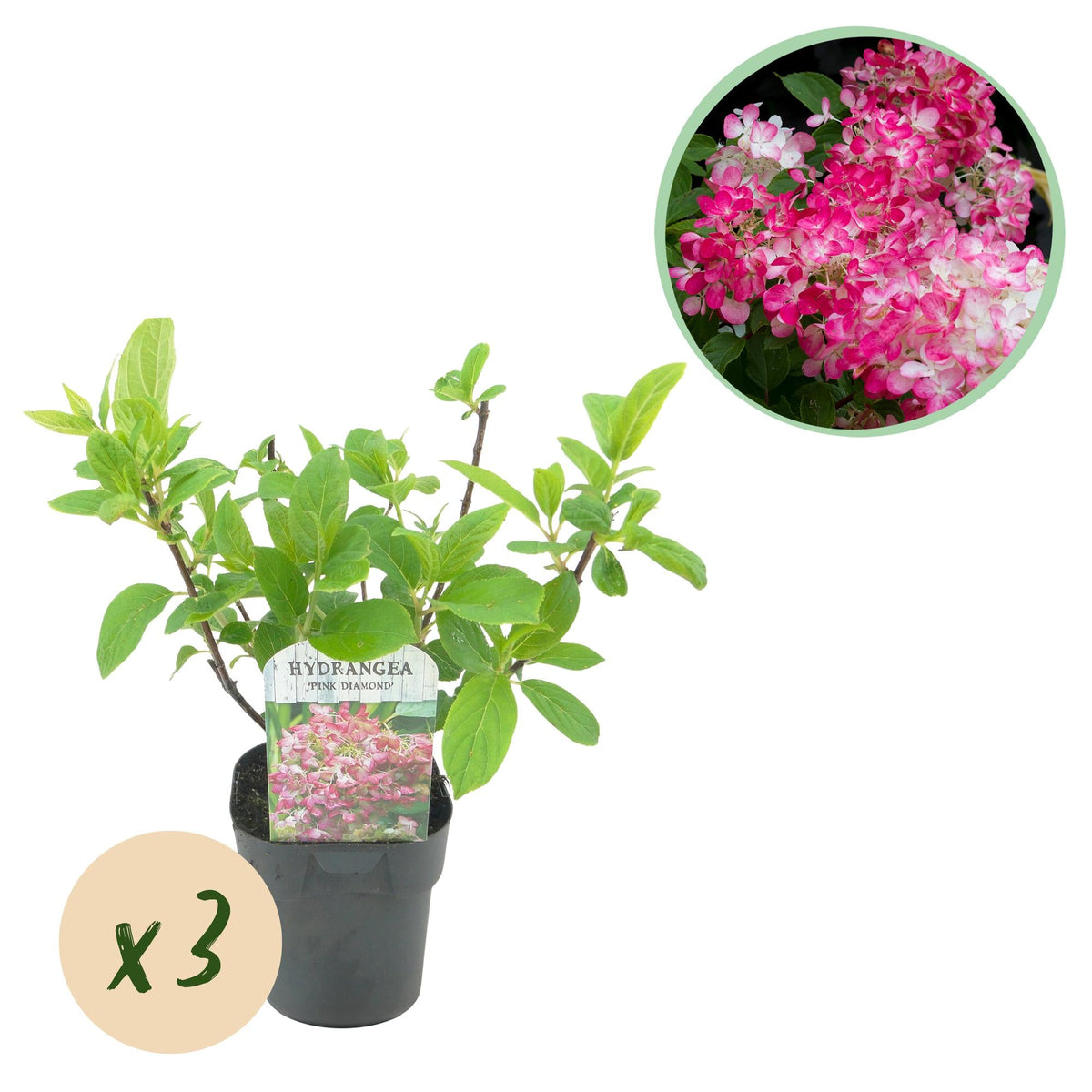Pluim Hortensia - Hydrangea panniculata Pink Diamond - 3 Planten - Forestbloom