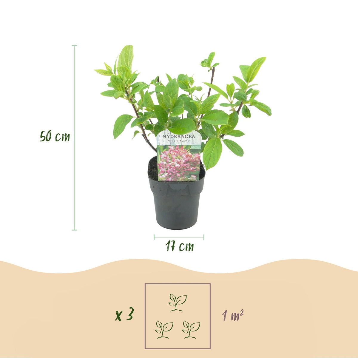 Pluim Hortensia - Hydrangea panniculata Pink Diamond - 3 Planten - Forestbloom