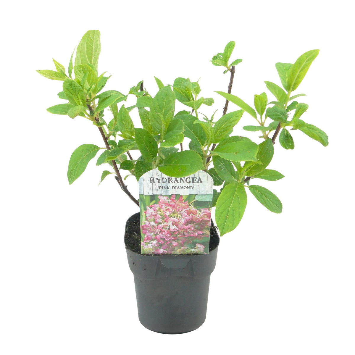 Pluim Hortensia - Hydrangea panniculata Pink Diamond - 3 Planten - Forestbloom