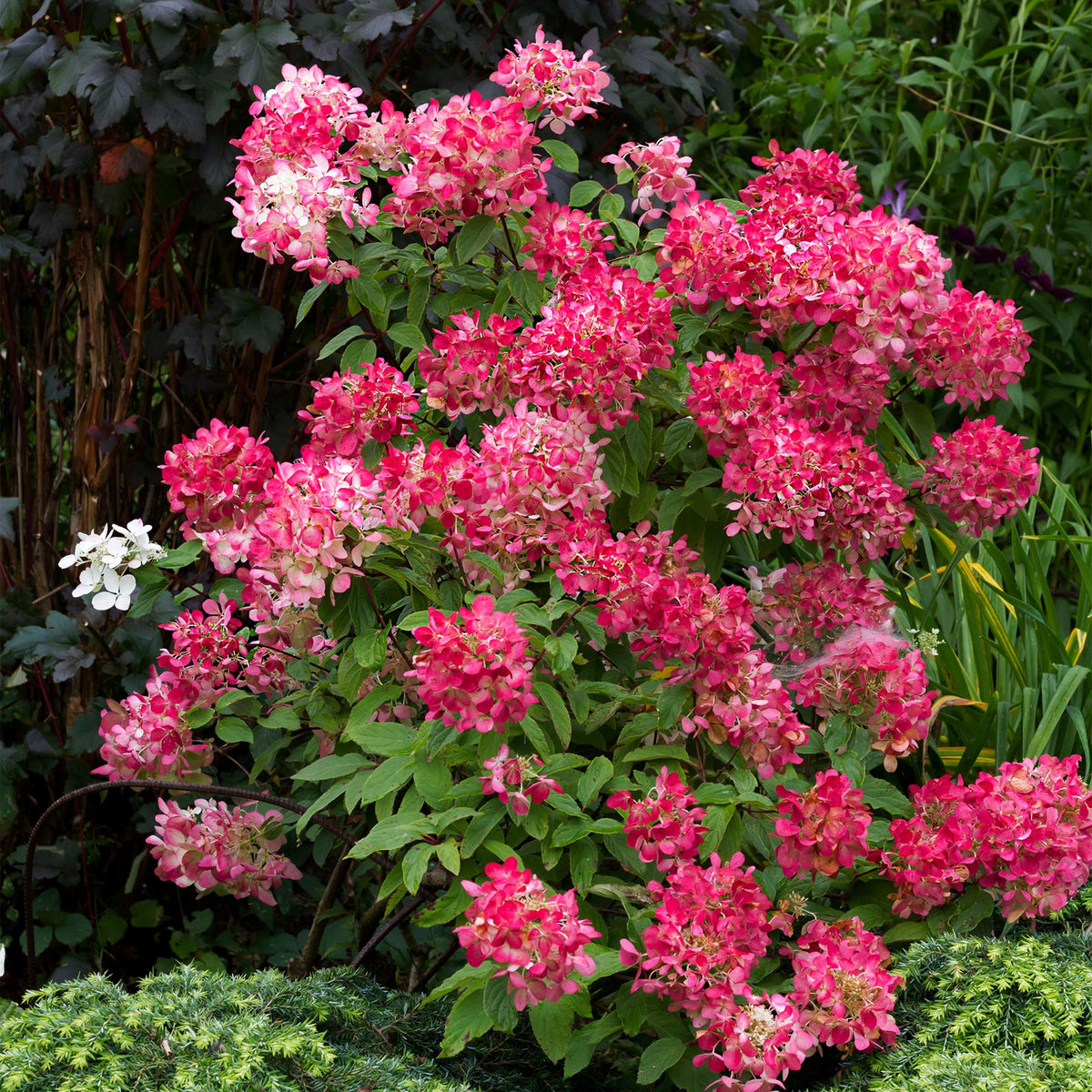 Pluim Hortensia - Hydrangea panniculata Pink Diamond - 3 Planten - Forestbloom