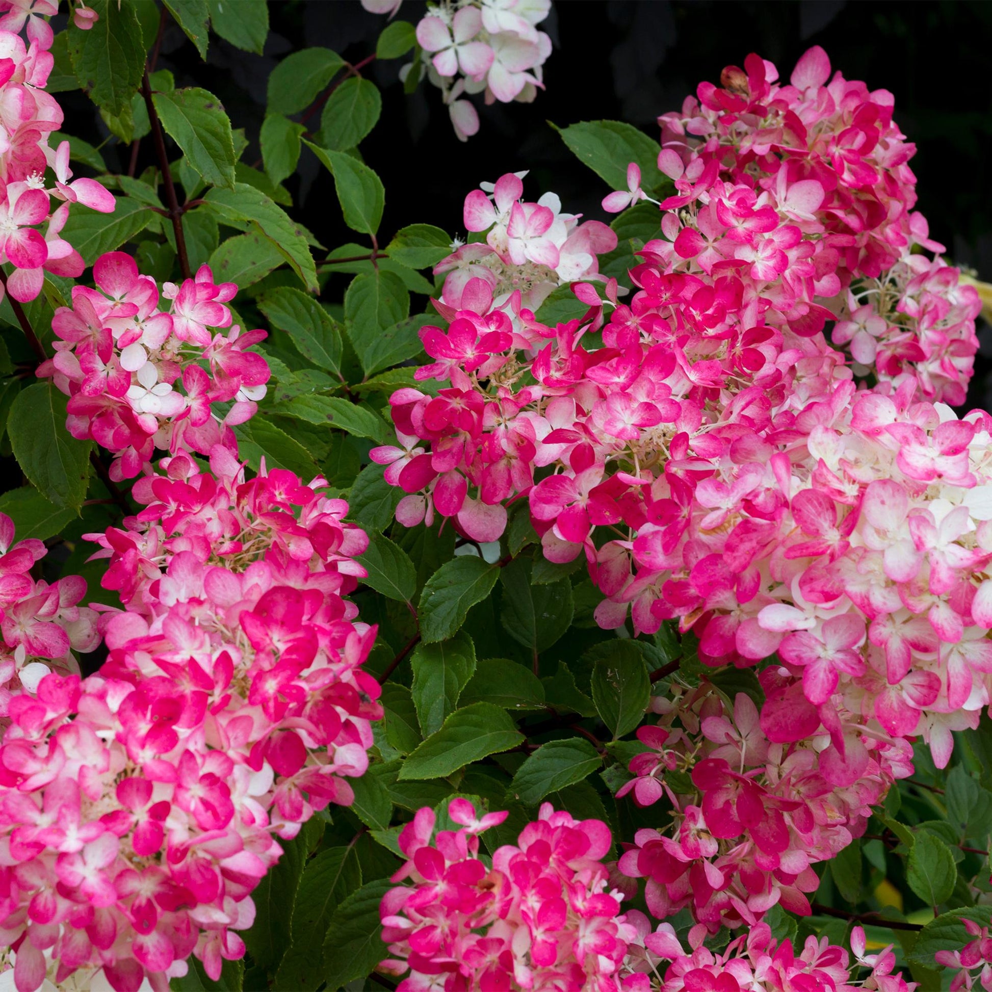 Pluim Hortensia - Hydrangea panniculata Pink Diamond - 3 Planten - Forestbloom