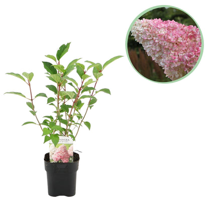 Pluim Hortensia - Hydrangea panniculata Vanille Fraise - 1 Plant - Forestbloom