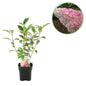 Pluim Hortensia - Hydrangea panniculata Vanille Fraise - 1 Plant - Forestbloom