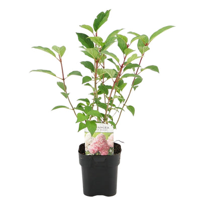Pluim Hortensia - Hydrangea panniculata Vanille Fraise - 1 Plant - Forestbloom