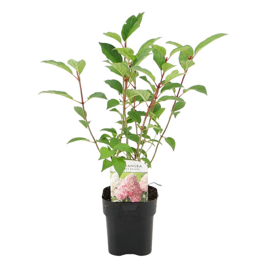 Pluim Hortensia - Hydrangea panniculata Vanille Fraise - 1 Plant - Forestbloom