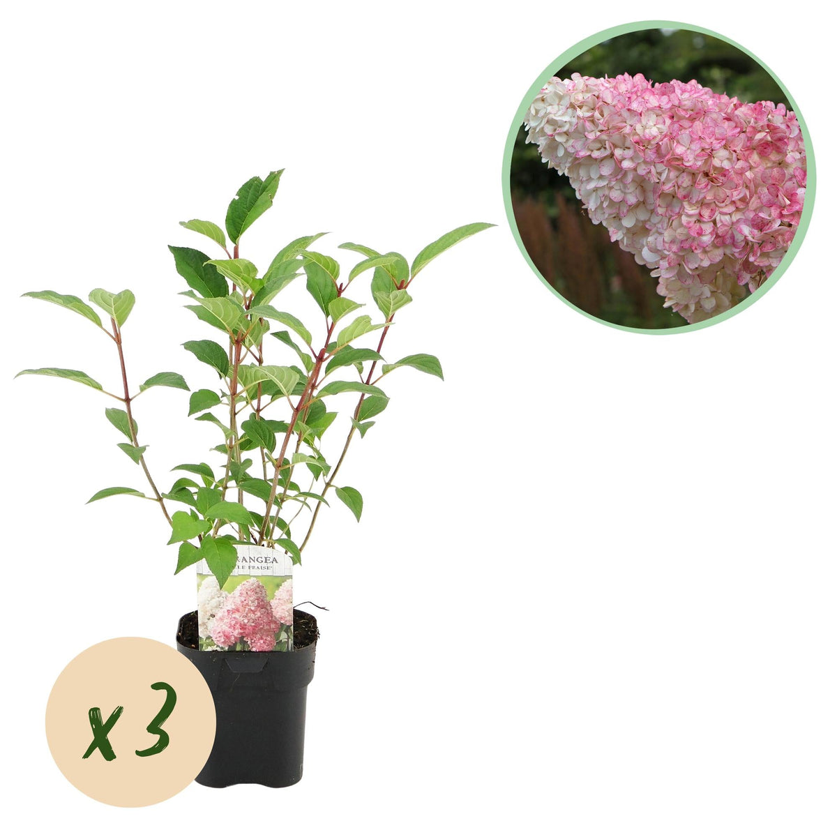 Pluim Hortensia - Hydrangea panniculata Vanille Fraise - 3 Planten - Forestbloom