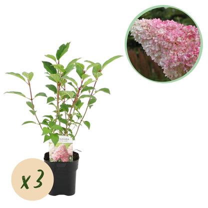 Pluim Hortensia - Hydrangea panniculata Vanille Fraise - 3 Planten - Forestbloom