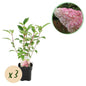Pluim Hortensia - Hydrangea panniculata Vanille Fraise - 3 Planten - Forestbloom