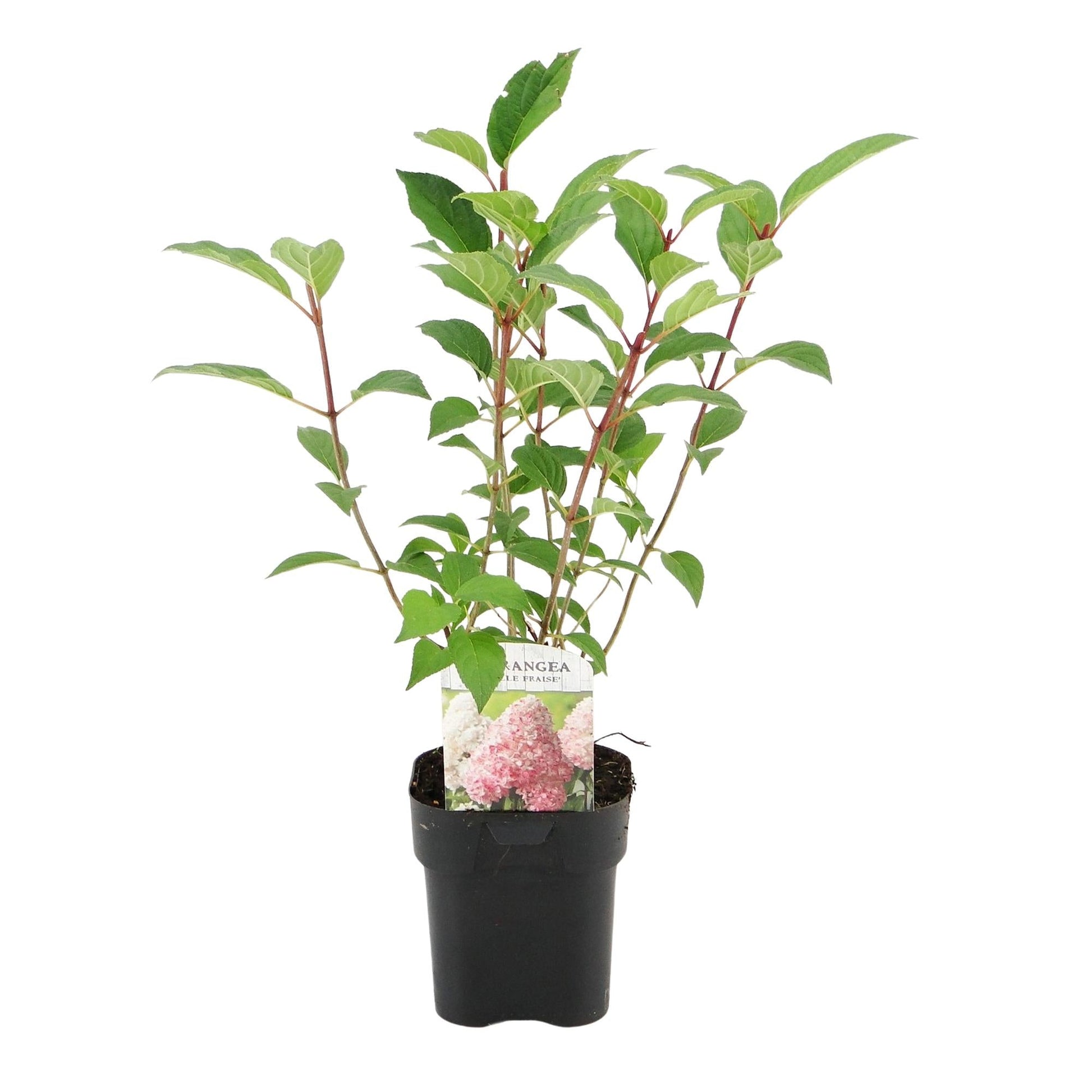 Pluim Hortensia - Hydrangea panniculata Vanille Fraise - 3 Planten - Forestbloom