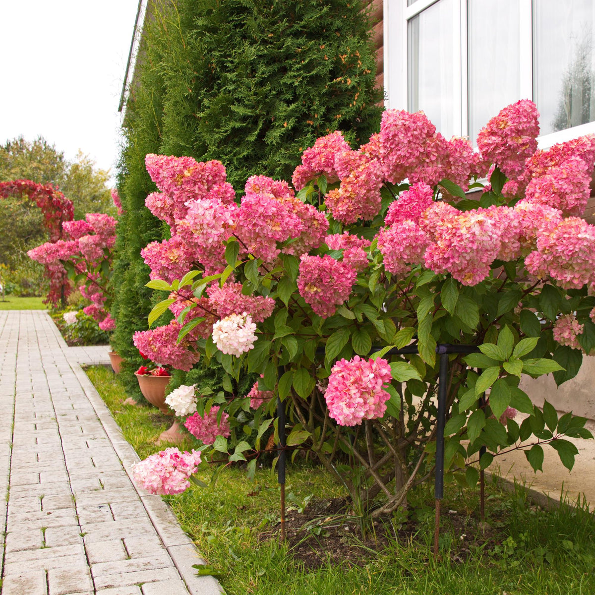 Pluim Hortensia - Hydrangea panniculata Vanille Fraise - 3 Planten - Forestbloom