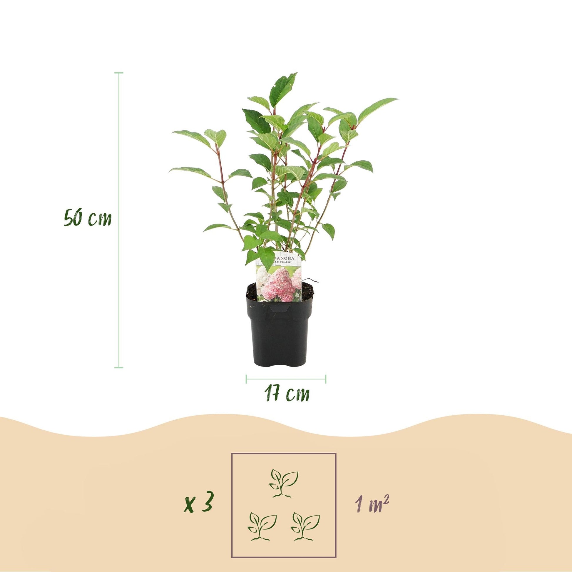 Pluim Hortensia - Hydrangea panniculata Vanille Fraise - 3 Planten - Forestbloom