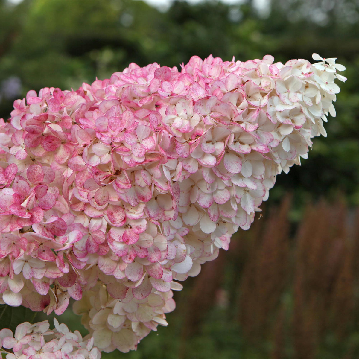 Pluim Hortensia - Hydrangea panniculata Vanille Fraise - 3 Planten - Forestbloom