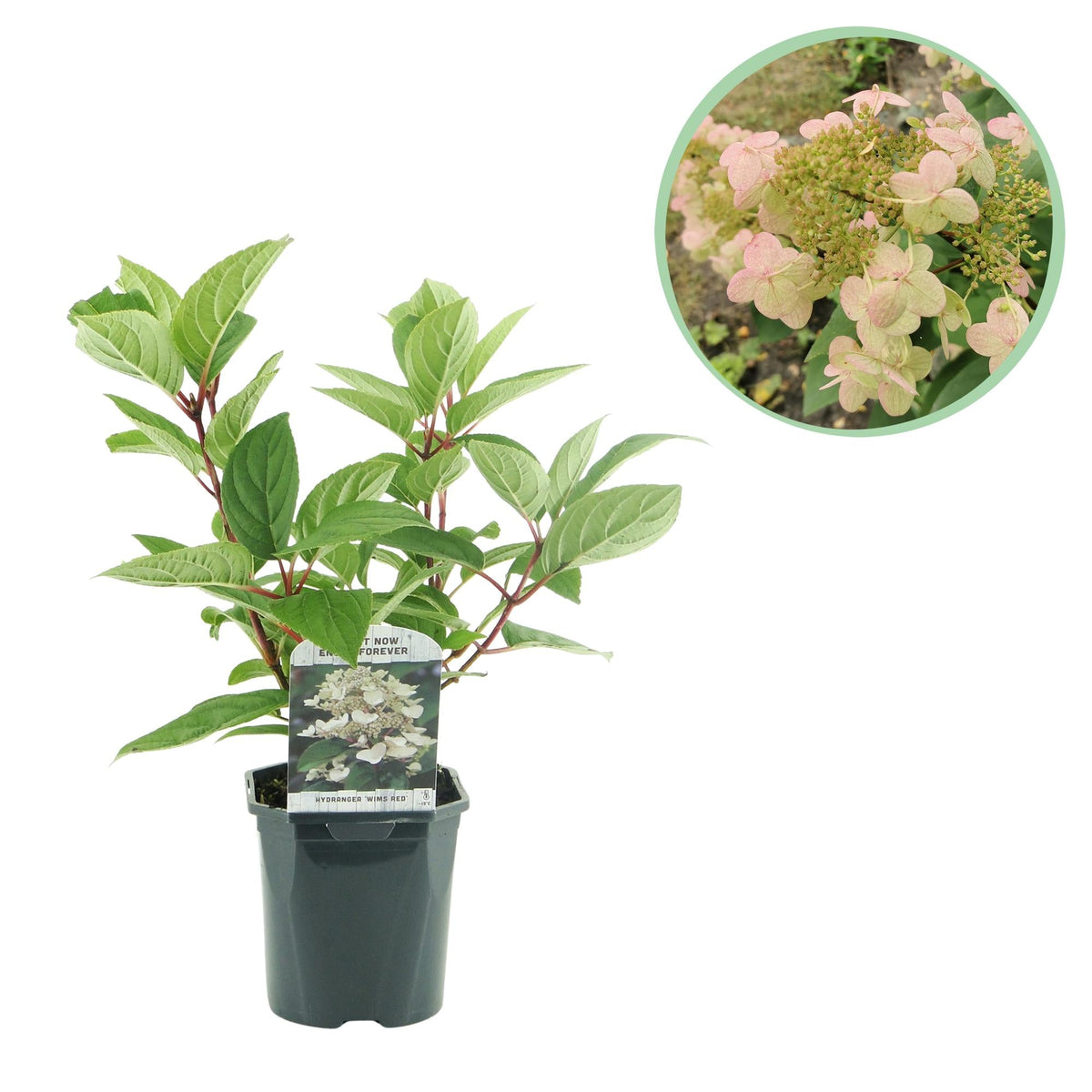 Pluim Hortensia - Hydrangea panniculata Wims Red - 1 Plant - Forestbloom
