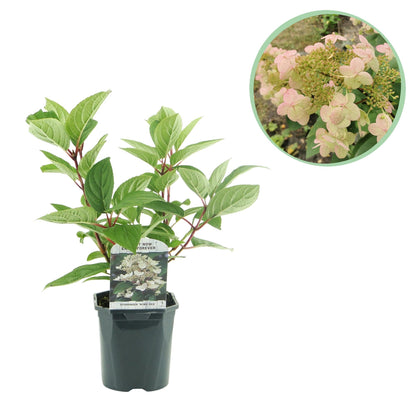 Pluim Hortensia - Hydrangea panniculata Wims Red - 1 Plant - Forestbloom